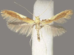 Caloptilia packardella