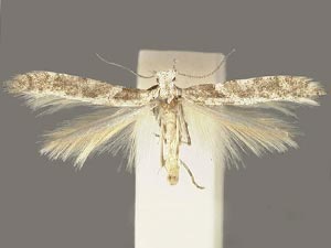 Caloptilia paradoxum