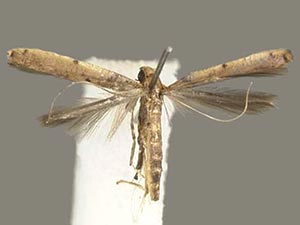 Caloptilia perseae