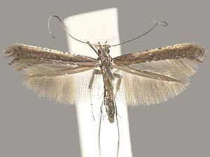 Caloptilia rhoifoliella