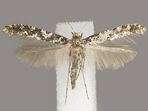 Caloptilia serotinella