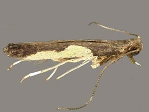 Caloptilia stigmatella