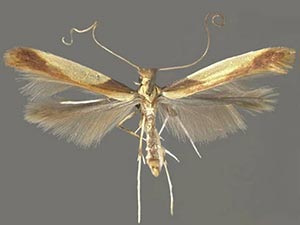 Caloptilia superbifrontella