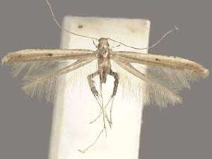 Caloptilia violacella