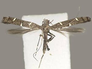 Caloptilia triadicae