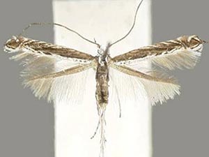 [Ornixolinae - No Genus] quinquistrigella