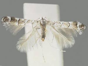 Phyllonorycter bataviella