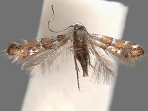 Chrysaster ostensackenella