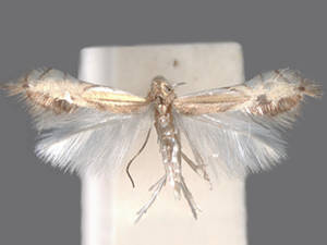 Phyllocnistis liriodendronella