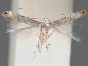 Phyllocnistis citrella