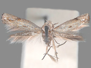 Elachista calusella