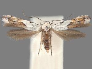 Mompha bottimeri