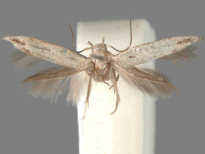 Mompha brevivittella