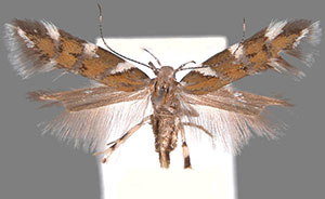 Aristotelia primipilana