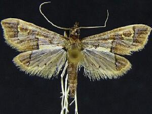 Gonocausta sabinalis