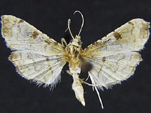 Hileithia differentialis