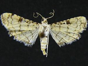 Hileithia differentialis