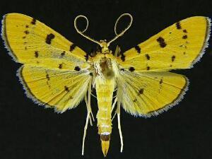 Phaedropsis stictigramma