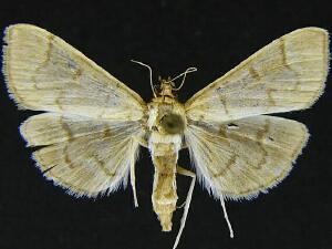 Herpetogramma theseusalis