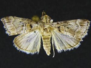 Pococera floridella