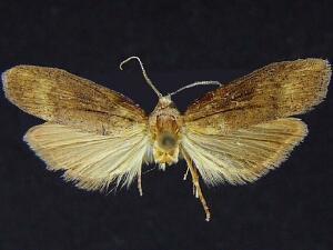 Epimorius testaceellus