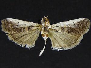 Acrobasis tumidulella