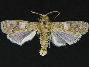 Hypsipyla grandella