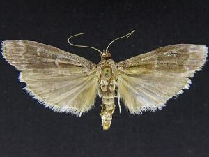 Euzophera magnolialis