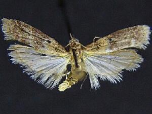 Ephestia elutella