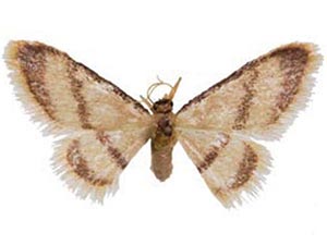 Idaea knudsonaria