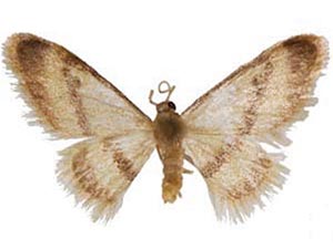 Idaea knudsonaria