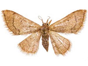 Idaea kendallaria