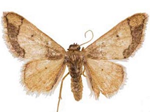 Idaea kendallaria