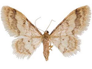 Idaea elizabetharia