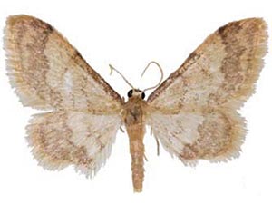 Idaea elizabetharia