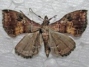 Phlyctaina irrigualis