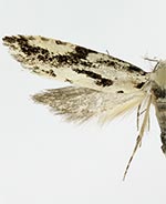 Nemapogon picarella