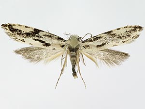 Nemapogon picarella