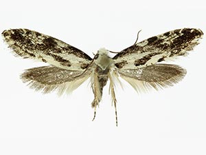 Nemapogon picarella