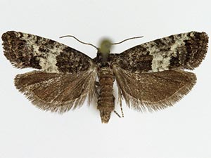 Spilonota laricana