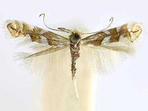 Phyllonorycter alnicolella