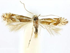 Phyllonorycter incanella