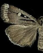 Abagrotis glenni