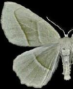 Campaea perlata