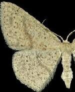 Cyclophora dataria