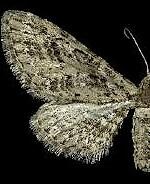 Eupithecia maestosa