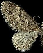 Eupithecia annulata