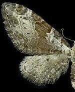 Eupithecia ravocostaliata