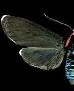 Ctenucha rubroscapus