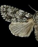 Acronicta marmorata